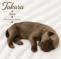 Takara , a male Great Dane for sale in San Angelo, TX – 2 of 2