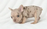 Adak, a male French Bulldog for sale in San Angelo, TX – 5 of 10