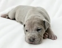 Buzzle, a female Great Dane for sale in San Angelo, TX – 3 of 6