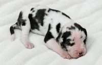 Makani , a female Great Dane for sale in San Angelo, TX – 7 of 9