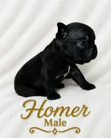 Homer , a male French Bulldog for sale in San Angelo, TX – 3 of 6