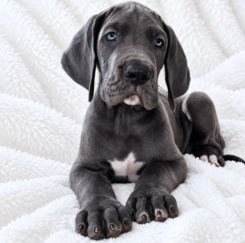 Carver – Great Dane puppy for sale in San Angelo, TX