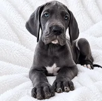 Carver, a male Great Dane for sale in San Angelo, TX – 1 of 10