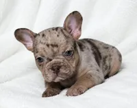 Seldovia, a female French Bulldog for sale in San Angelo, TX – 3 of 8