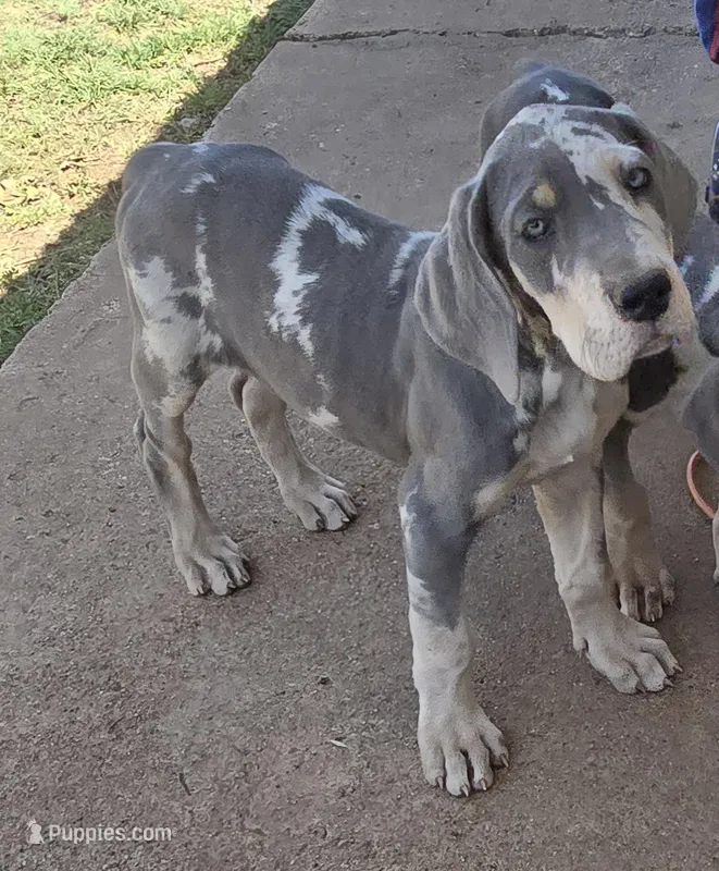 Susie, a female Great Dane for sale in San Angelo, TX – Photo 1 of 2