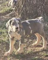 Susie, a female Great Dane for sale in San Angelo, TX – Photo 2 of 2