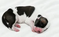 Pepin , a female Great Dane for sale in San Angelo, TX – 2 of 3