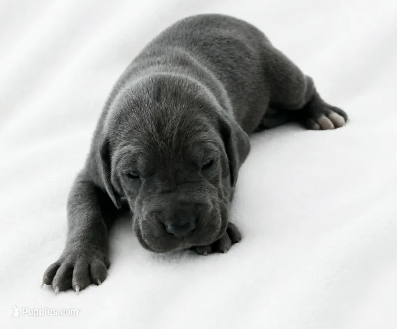 Carver – Great Dane puppy for sale in San Angelo, TX