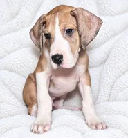 Teno, a male Great Dane for sale in San Angelo, TX – 5 of 9
