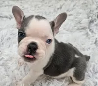 Raj, a male French Bulldog for sale in San Angelo, TX – Photo 2 of 4