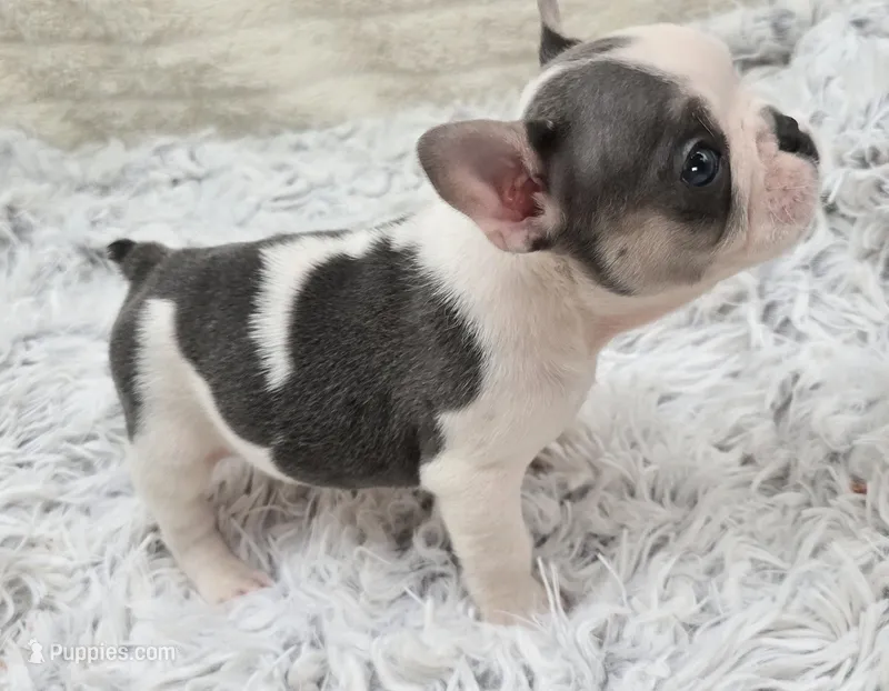 Raj, a male French Bulldog for sale in San Angelo, TX – Photo 1 of 4