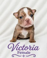 Victoria , a female English Bulldog for sale in San Angelo, TX – 3 of 6
