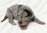 Orkid , a female Great Dane for sale in San Angelo, TX – 7 of 10