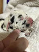 June, a female Great Dane for sale in San Angelo, TX – Photo 3 of 4