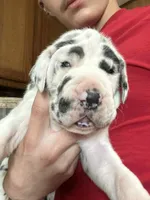 June, a female Great Dane for sale in San Angelo, TX – Photo 2 of 4