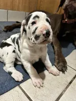 June, a female Great Dane for sale in San Angelo, TX – Photo 1 of 4