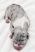 Walker , a male Great Dane for sale in San Angelo, TX – 2 of 3
