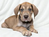 Takara , a male Great Dane for sale in San Angelo, TX – 2 of 10
