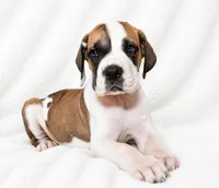 Pepin , a female Great Dane for sale in San Angelo, TX – 2 of 8