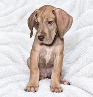 Takara , a male Great Dane for sale in San Angelo, TX – 3 of 8