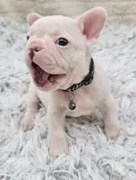 Leonard, a male French Bulldog for sale in San Angelo, TX – Photo 1 of 6