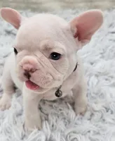 Leonard, a male French Bulldog for sale in San Angelo, TX – Photo 2 of 6