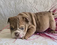 processed/0fc0824f-b8ad-49a4-9390-b37cbbfe9e71/listing/7489b21d-2d0e-491f-bd20-aee59656a684/6c4dcd44-e225-42e9-85d6-09493ae31339