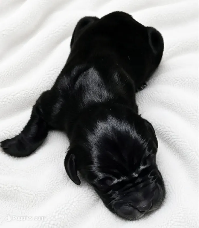 Lark  – Great Dane puppy for sale in San Angelo, TX