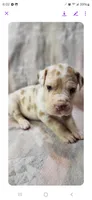 Snickerdoodle, a female Great Dane for sale in San Angelo, TX – Photo 1 of 3