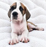 Pepin , a female Great Dane for sale in San Angelo, TX – 4 of 10