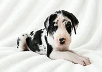Makani , a female Great Dane for sale in San Angelo, TX – 5 of 9