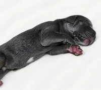 Carver, a female Great Dane for sale in San Angelo, TX – 2 of 3