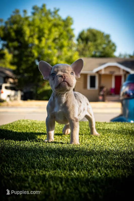 Adak – French Bulldog puppy for sale in San Angelo, TX