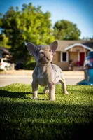 Adak, a male French Bulldog for sale in San Angelo, TX – 1 of 10