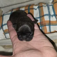 Samson, a male French Bulldog for sale in San Angelo, TX – Photo 3 of 7