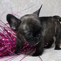 Samson, a male French Bulldog for sale in San Angelo, TX – Photo 5 of 7