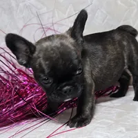 Samson, a male French Bulldog for sale in San Angelo, TX – Photo 6 of 7