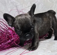 Samson, a male French Bulldog for sale in San Angelo, TX – Photo 6 of 7