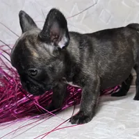 Samson, a male French Bulldog for sale in San Angelo, TX – Photo 4 of 7