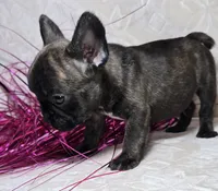 Samson, a male French Bulldog for sale in San Angelo, TX – Photo 4 of 7