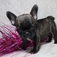 Samson, a male French Bulldog for sale in San Angelo, TX – Photo 1 of 7
