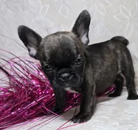 Samson, a male French Bulldog for sale in San Angelo, TX – Photo 1 of 7