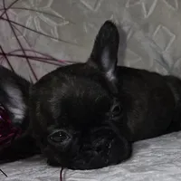 Samson, a male French Bulldog for sale in San Angelo, TX – Photo 7 of 7