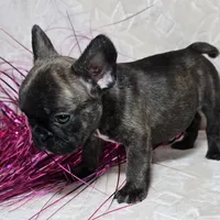 Samson, a male French Bulldog for sale in San Angelo, TX – Photo 2 of 7