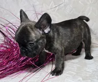 Samson, a male French Bulldog for sale in San Angelo, TX – Photo 2 of 7