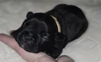 Homer , a male French Bulldog for sale in San Angelo, TX – 6 of 6