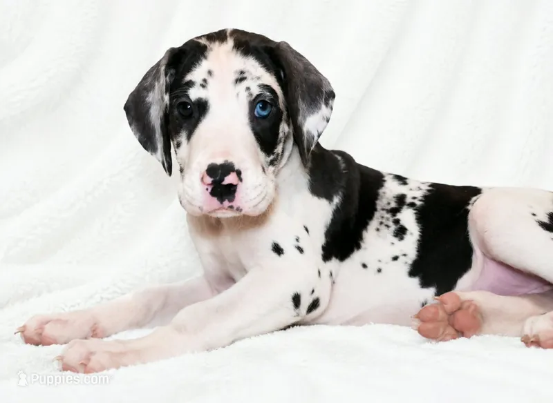 Makani  – Great Dane puppy for sale in San Angelo, TX