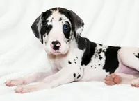 Makani , a female Great Dane for sale in San Angelo, TX – 1 of 9