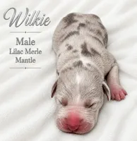 Wilkie, a male Great Dane for sale in San Angelo, TX – 1 of 2