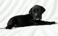 Cass, a male Great Dane for sale in San Angelo, TX – 4 of 9